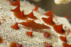 Shrimp in symbiosis with starfish by Alberto D'este 